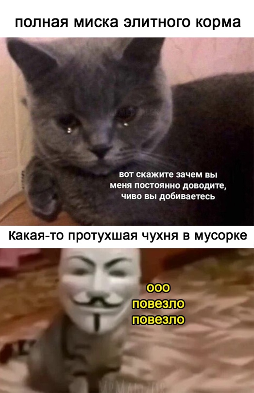 Весёлый полтишок 17.02