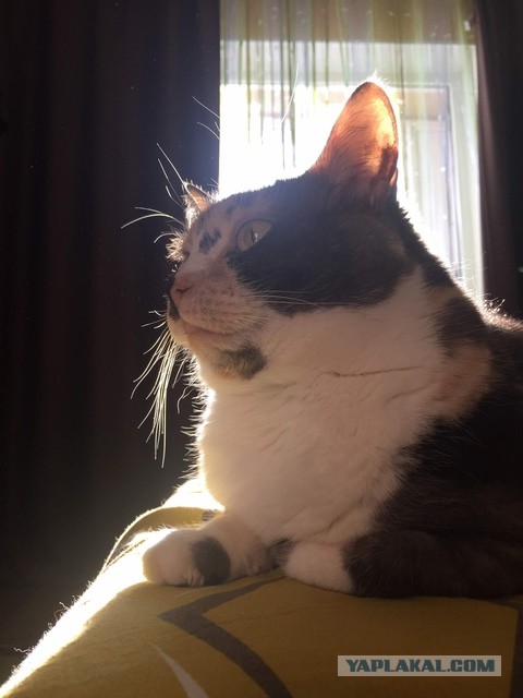 Даешь котовторник!