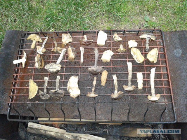 Дача, грибы, мясо, овощи.