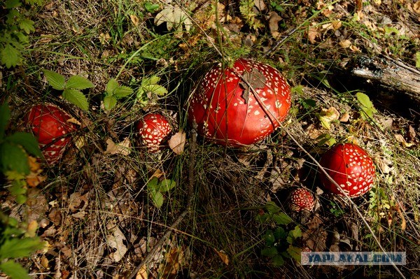 Осень в банках