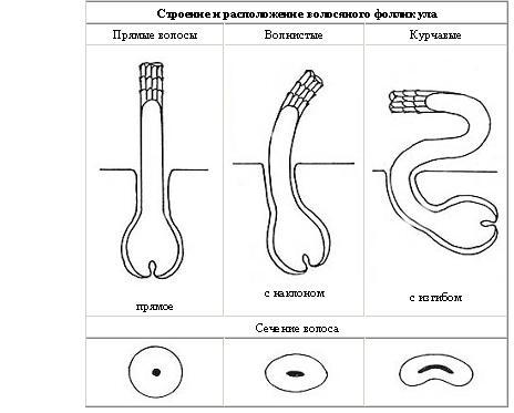 Девы с кудрями