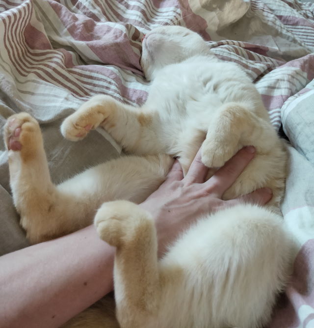 А как вы спите с котиком?