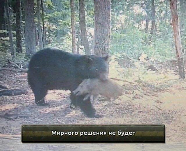 Миша и хрюша