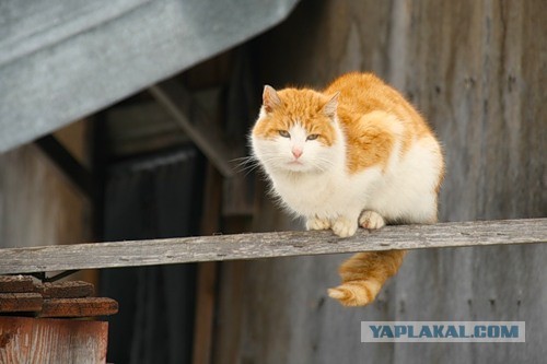Котовторник  19.03.2013