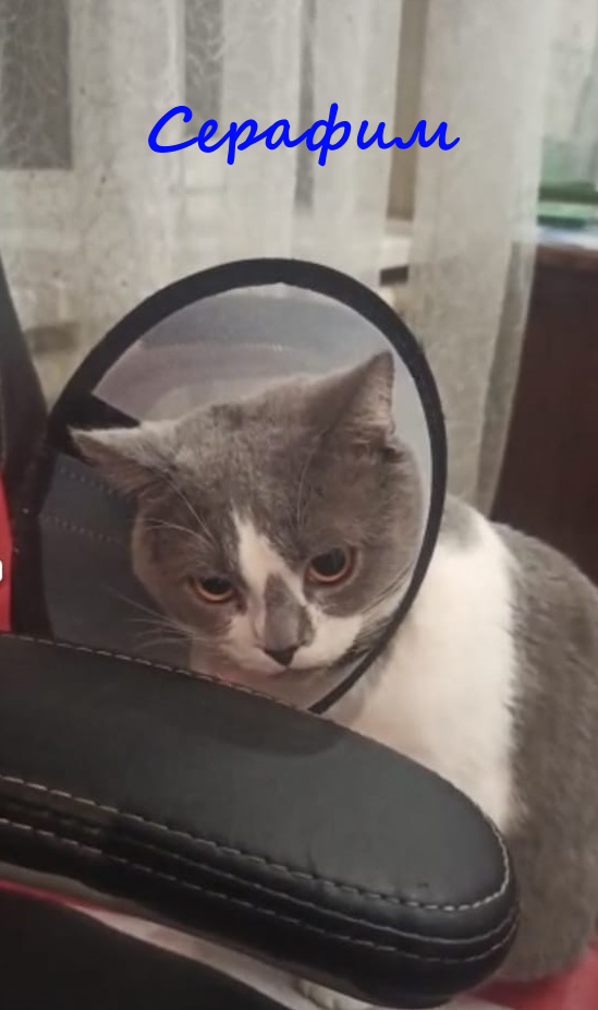 Жизнь домашнего приюта "Котоленд" 373