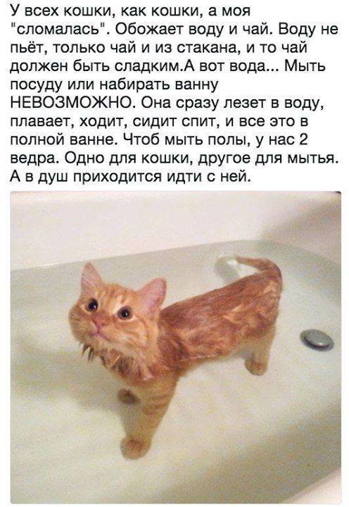 К котовторнику: подборка картинок-баянов с котиками и про котиков. Выпуск 2.