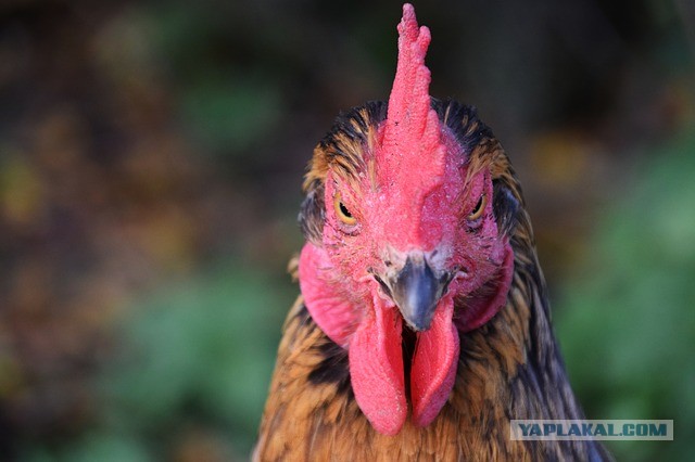 Немного юмора для взрослых