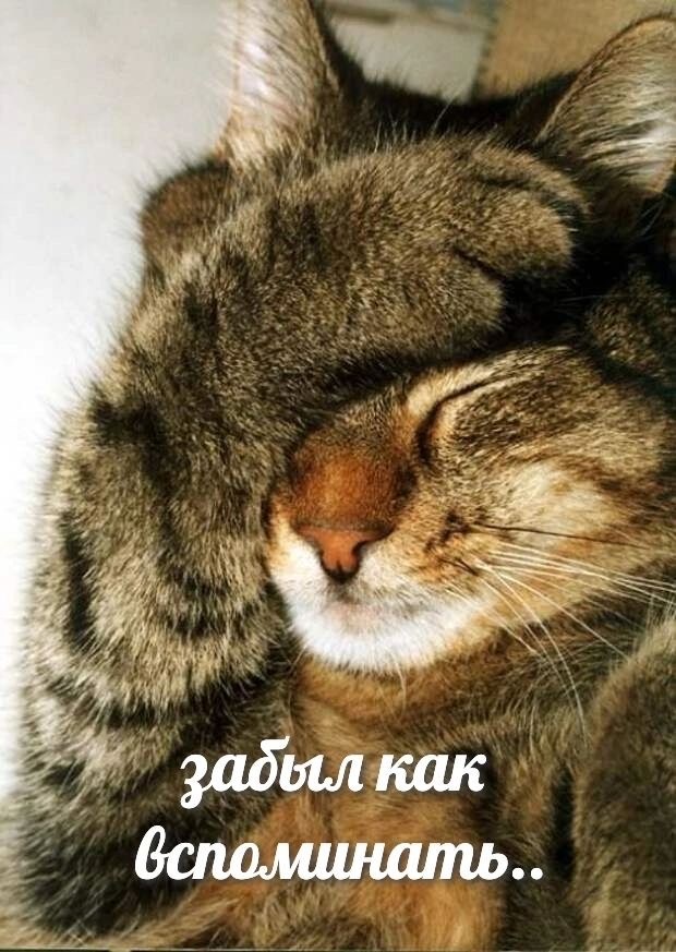 К котовторнику: подборка картинок-баянов с котиками и про котиков. Выпуск 27.