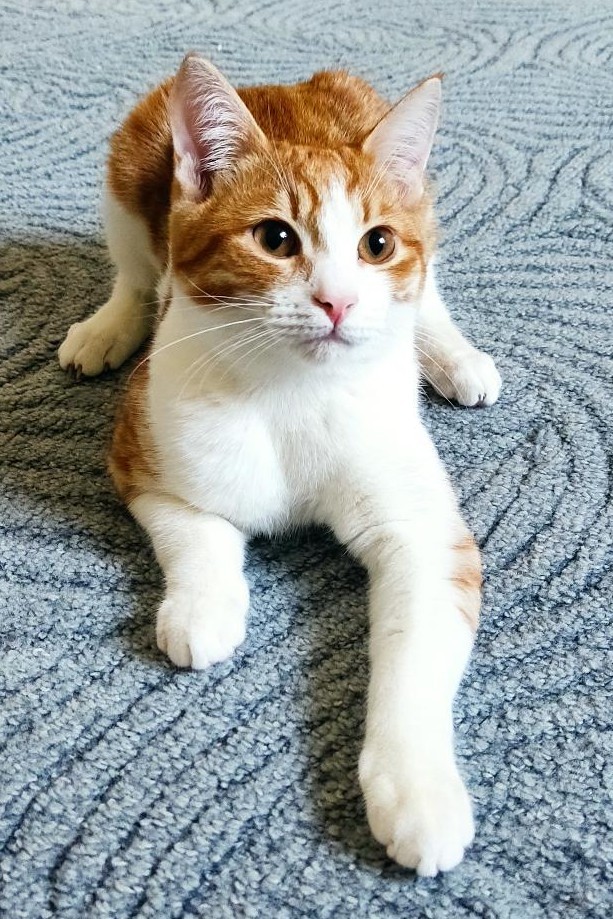 Котовторник снова!