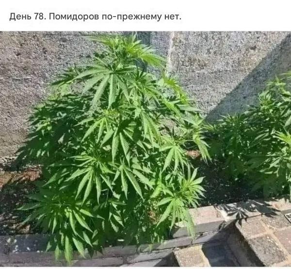 Так себе картинки 11.07.26