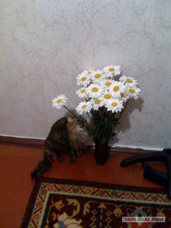 Котовторник 03.09.2013