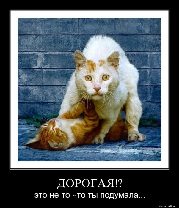 Демотиваторы