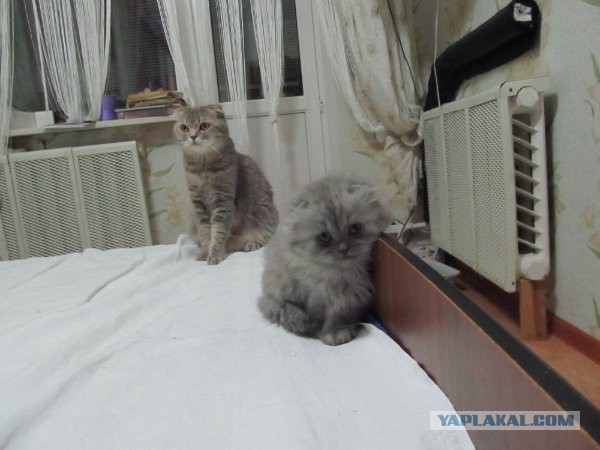 Котовторник  10.12.2013