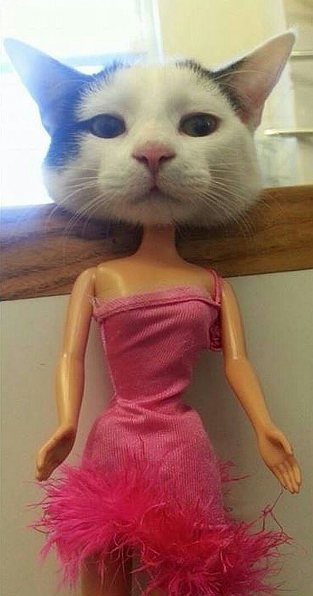 Мой хозяин - странная личность.