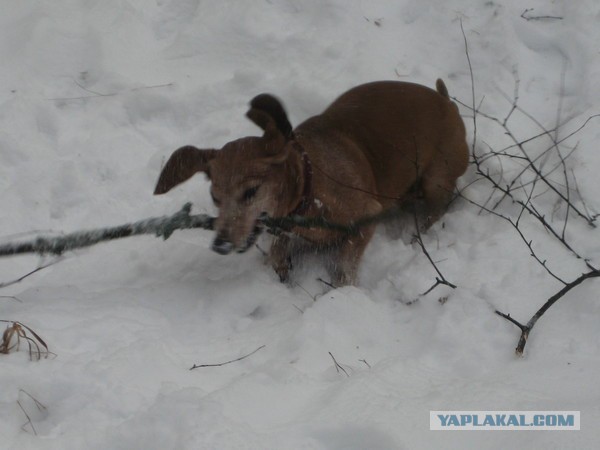 Собакочетверг
