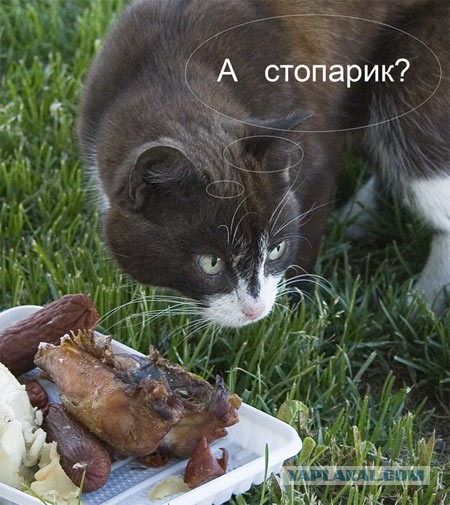 Кузя кушает пюре.))