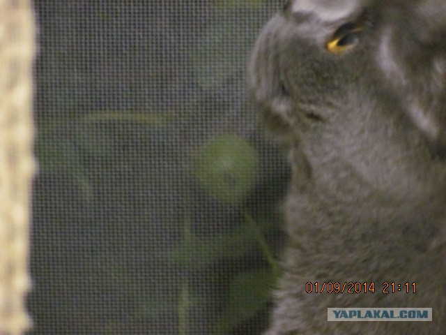 Котовторник 02.09.2014