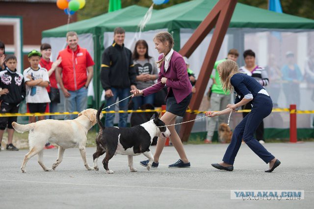 Собакочетверг! 04.09.2014