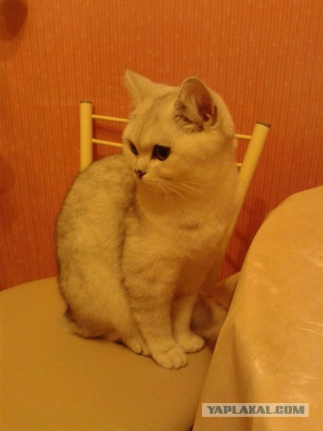 Вот такая кошечка..