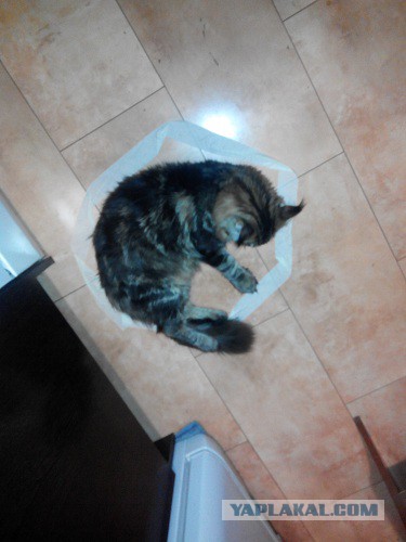 Котовторник 28.10.2014