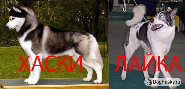 Мой хасеныш