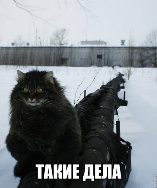 Тлен