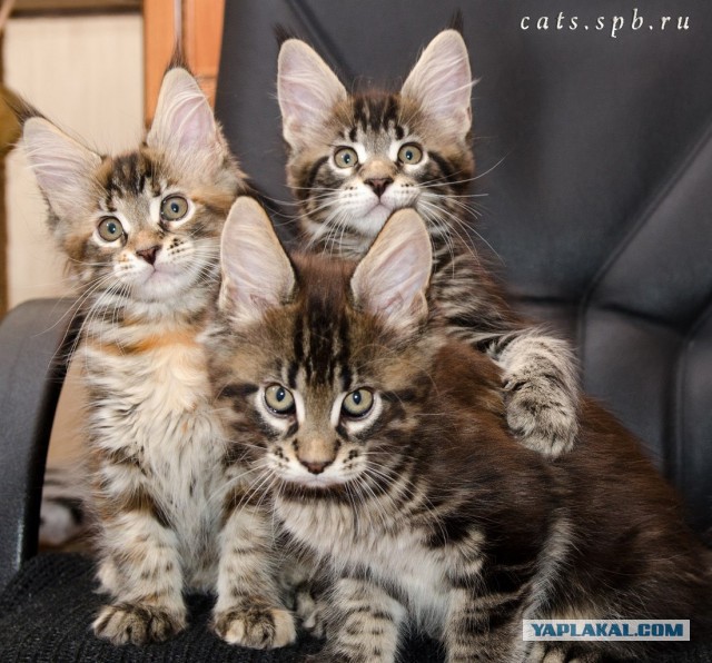 Котята мейн куны.