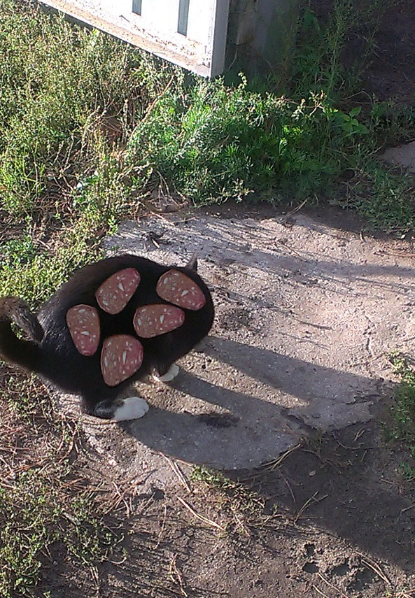 Дай, думаю, кота колбасой угощу