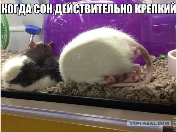 Картинки из инета