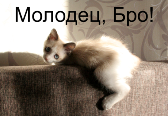 Откуда берутся котэ