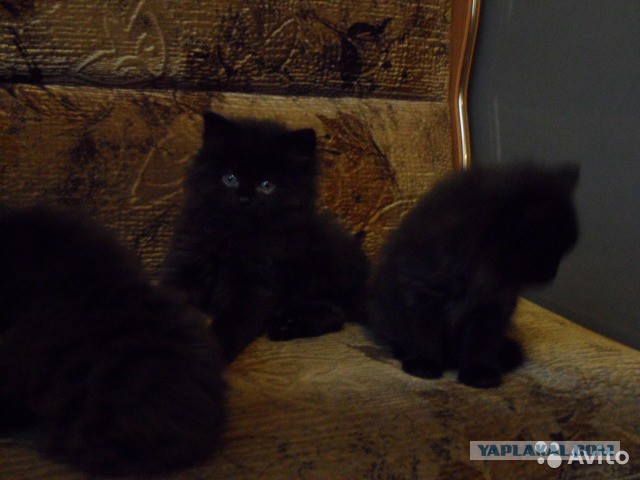 Котовторник 03.11.2015