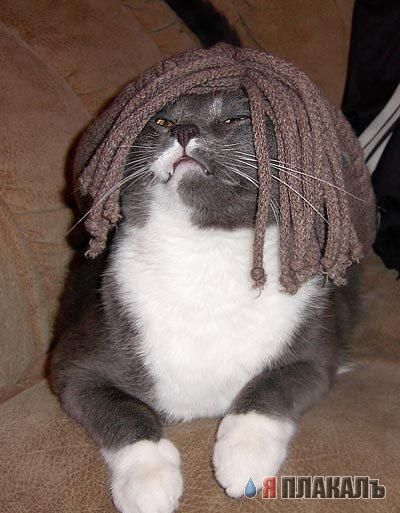 Коты, кошки, котята