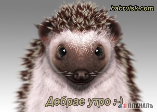 ЕЖИ. Все про ежей, прикольные ежики!