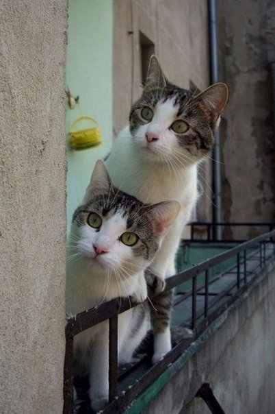 Подборка картинок