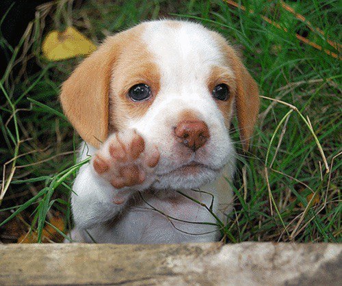 Веселые картинки