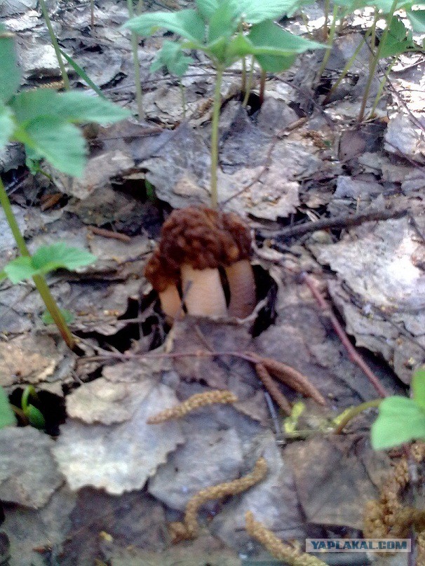 Я узнал, что у меня есть огромная семья