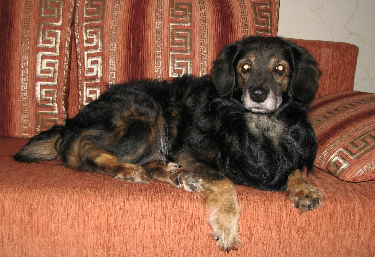 собака 20 лет. собачьи года. американский собаки по радости. та самая собака. собака 20 лет.