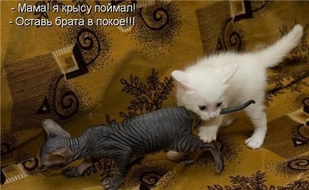 Божьи твари
