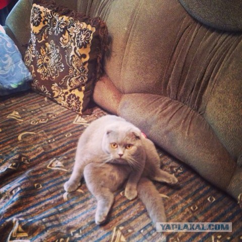 Коты - это жидкость. Котовторник