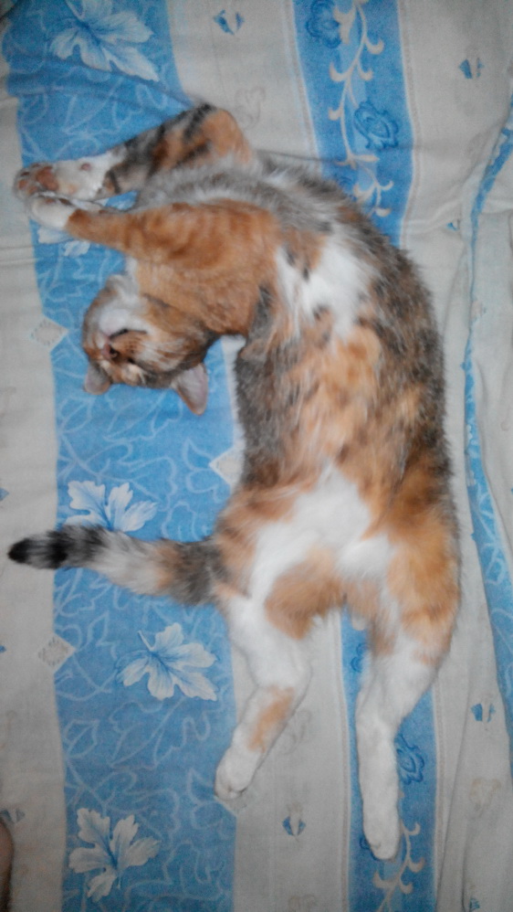 Мой зевающий кот