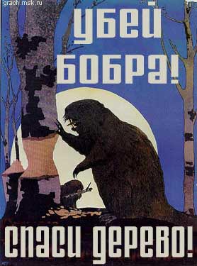 В лесу порой опасно ходить - бобры шалят