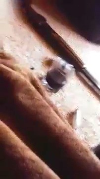 В Псковской области СОБР окружил дом, из которого подростки стреляли по полиции