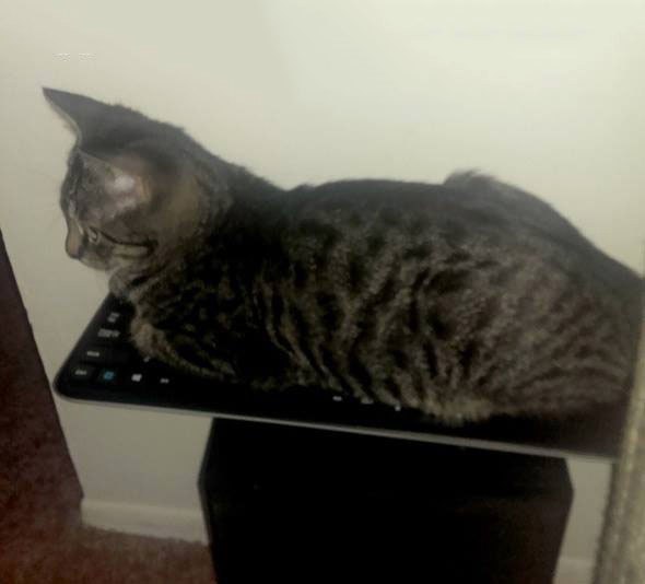 Коты из сети