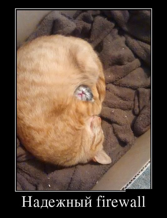 Коты из сети