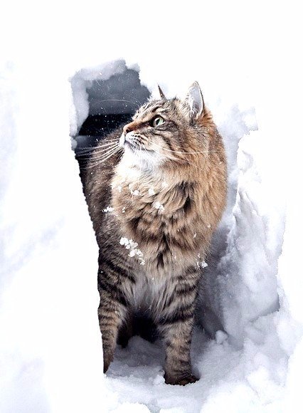 Коты из сети