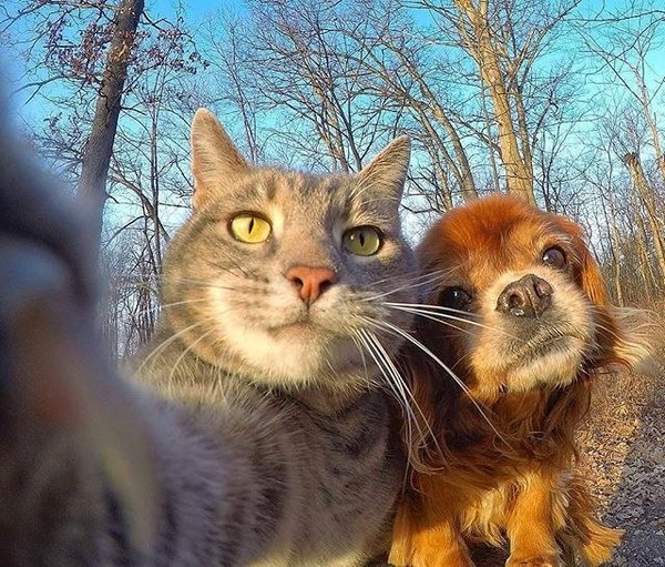 Коты и Кошки