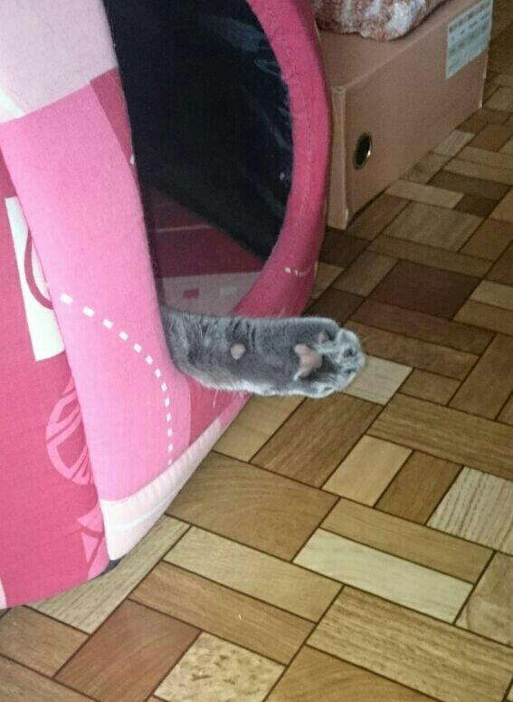 Котовторник 14.03.2017
