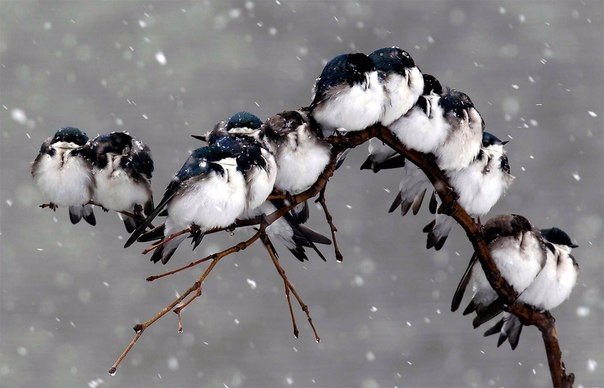 Самые смешные животные