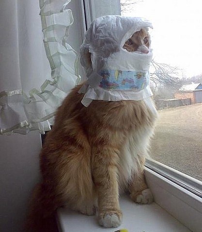 Коты и Кошки