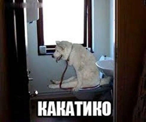 Подборка забавных животных